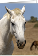 the white horse card