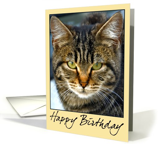 happy birhtday with cat card (537848)