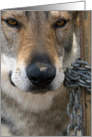 wolf with chain card