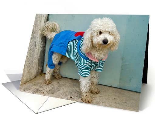 dressed dog card (537853)
