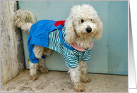 dressed dog card