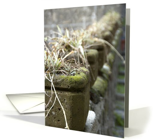 blank card with vases card (572758)