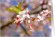 spring card with flowered branch card