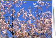 spring card with flowered branch card