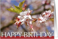 happy birthday card with flowered branch card