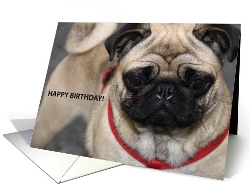 happy birthday with pug dog card (709981)
