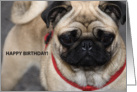 happy birthday with pug dog card