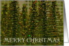 Christmas trees card