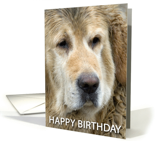 happy birthday card with dog card (863558)