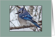 Blank, Blue Jay Out On A Limb card