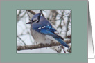 Blank, Blue Jay Out On A Limb card