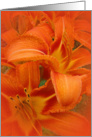 Blank, Tiger Lilies Cluster card