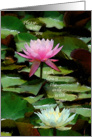 Wedding Maid of Honor, White and Pink Water Lily card