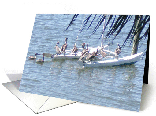 Pelicans on Deck card (288307)