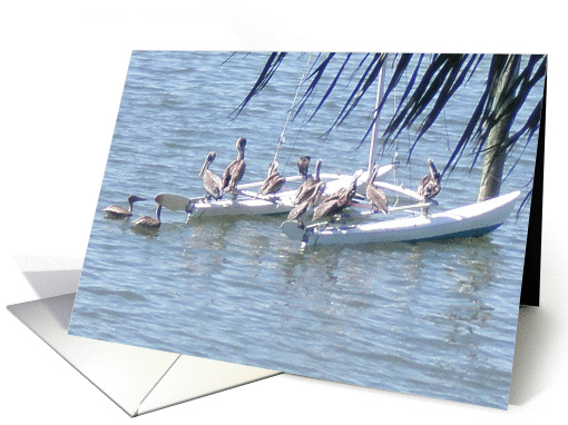 Pelicans on Deck card (288307)