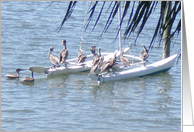Pelicans on Deck