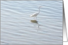 Lone Egret card