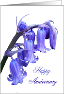 Bluebell Happy...