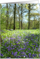 Bluebell wood card