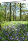 Bluebell wood card