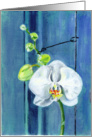White Orchid card