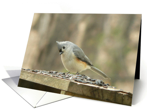 Tufted Titmouse card (130429)