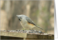 Tufted Titmouse card