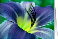 Lilly - Any Occasion card