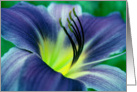 Lilly - Any Occasion card
