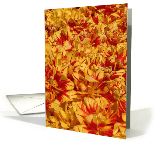 Tulips - Valentine's Day card (129397)