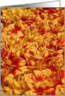 Tulips - Valentine’s Day card