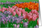 Painted Tulips - Mother’s Day card