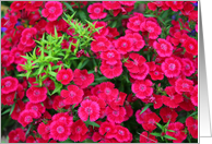 Floral Beauty - Any Occasion card
