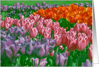 Painted Tulips -...