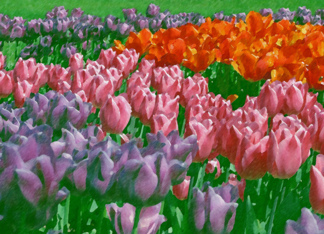 Painted Tulips -...