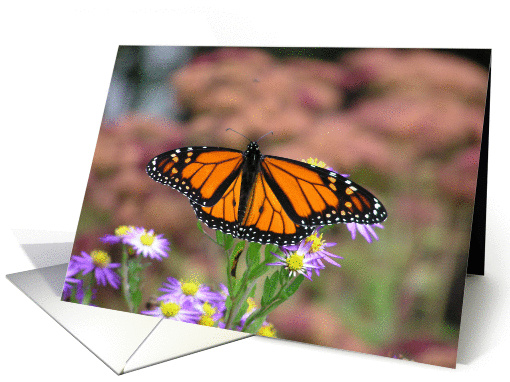 Monarch Butterfly card (129353)