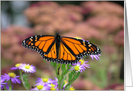 Monarch Butterfly card