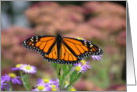 Monarch Butterfly card