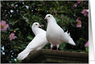 Doves