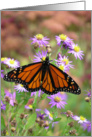 Monarch Butterfly II card