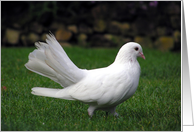 Dove card