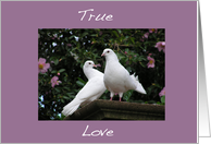 Doves True Love