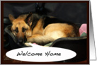 Welcome Home Dog card