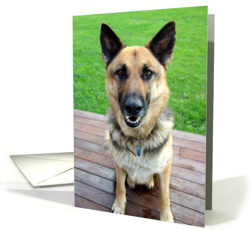 Alsation Dog card (573584)