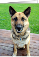 Alsation Dog card