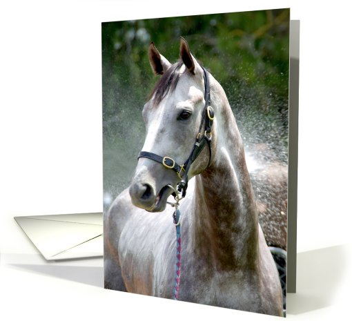 Wet White Horse card (659285)