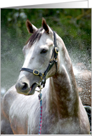 Wet White Horse card