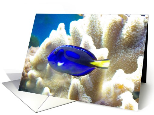 Blue Tang Fish, blank note card (659540)