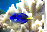 Blue Tang Fish, blank note cards