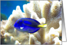 Blue Tang Fish, blank note cards